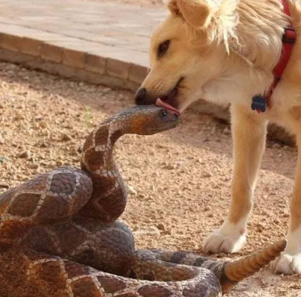 Mordedura de víbora en perro