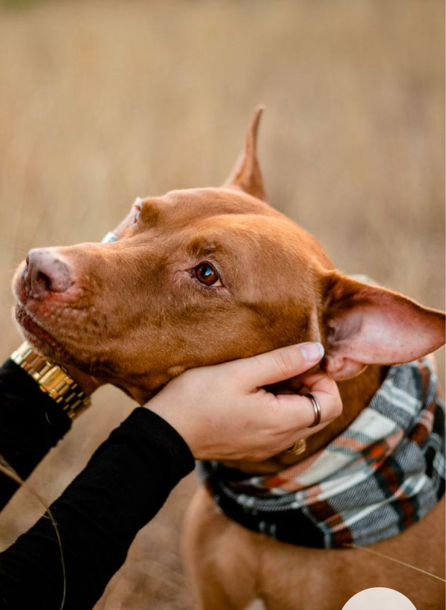 los perros se drogan por soplar humo en la oreja