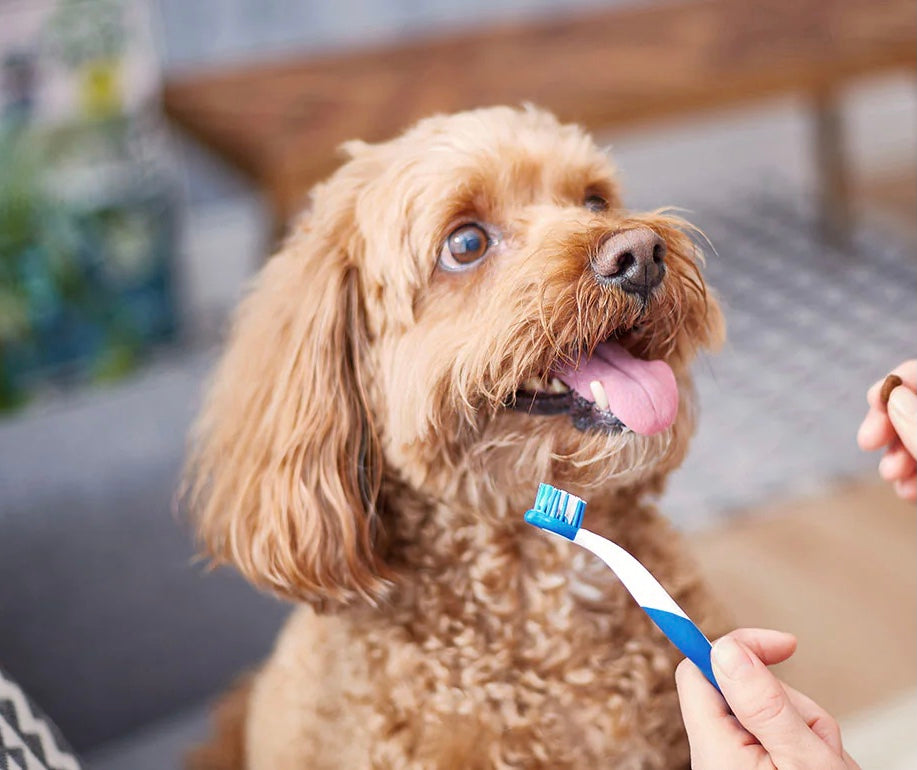 Cuidado de dientes y encías