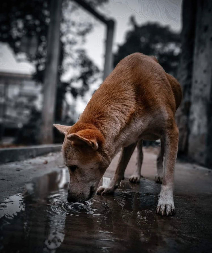 Desparasitación interna de gatos y perros