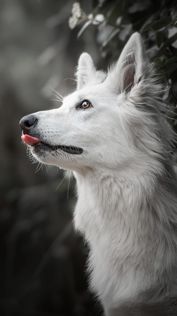 Tres pasos para el Cuidado Holistico de las Mascotas