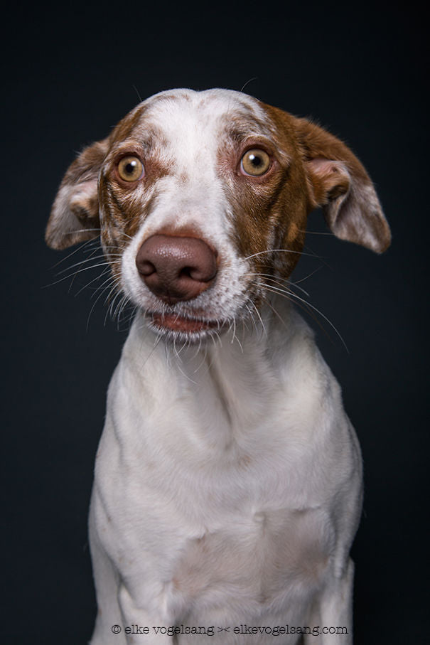 Cáncer en perros 