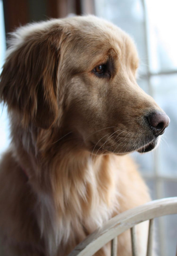 Miocardiopatía dilatada canina o agrandamiento de corazón