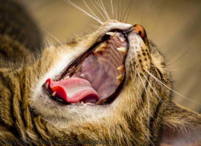 Gingivitis en gatos y perros