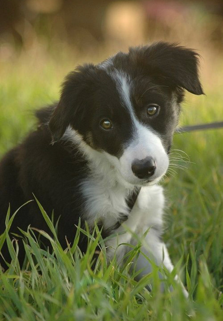 Micosis o infección por hongos en gatos y perros