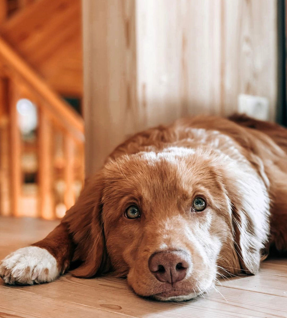 Reducción de inflamación y control de dolor en mascotas