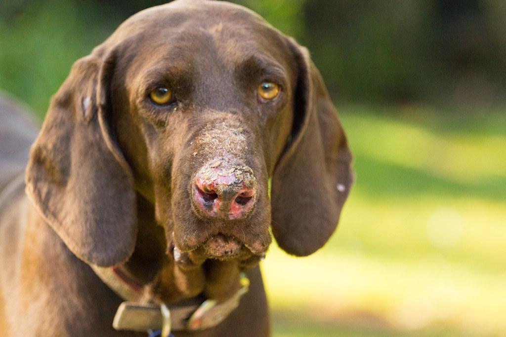 Lupus en perros