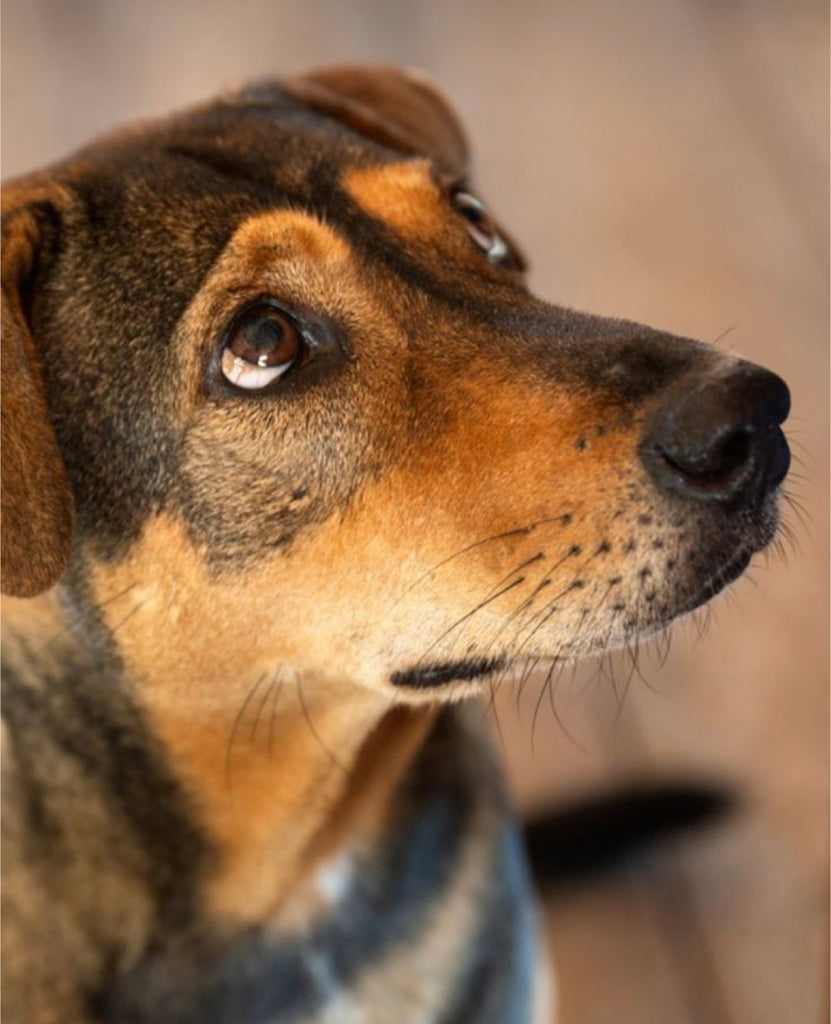 Estenosis o colapso traqueal en perros