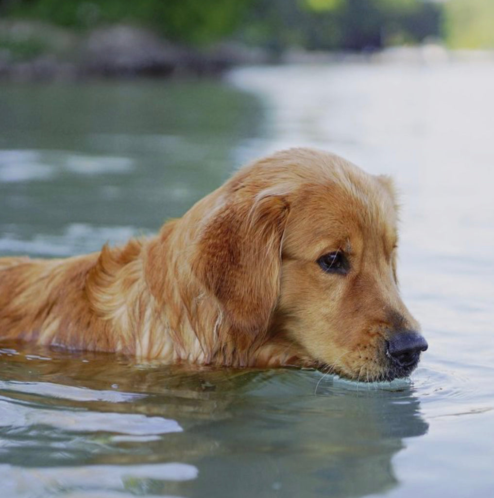 Leptospirosis en gatos y perros