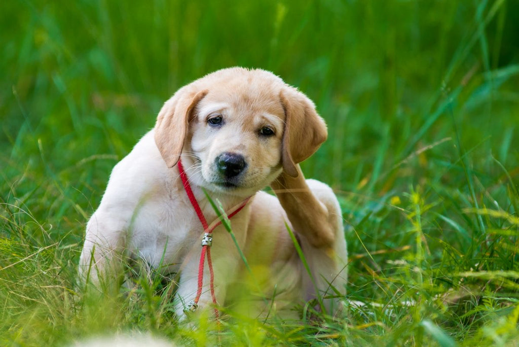 Alergias en gatos y perros