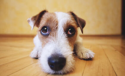 Revirtiendo naturalmente las convulsiones en perros