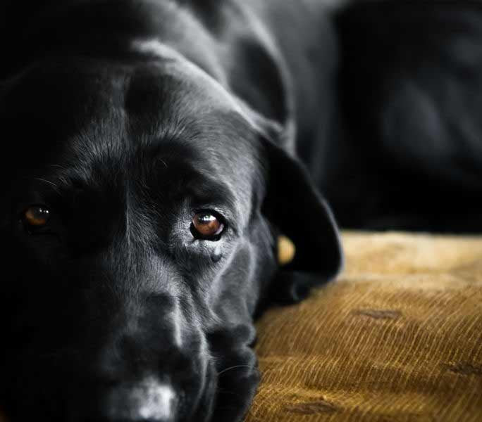 ¿Que es la coccidiodomicosis o fiebre del valle en perros?