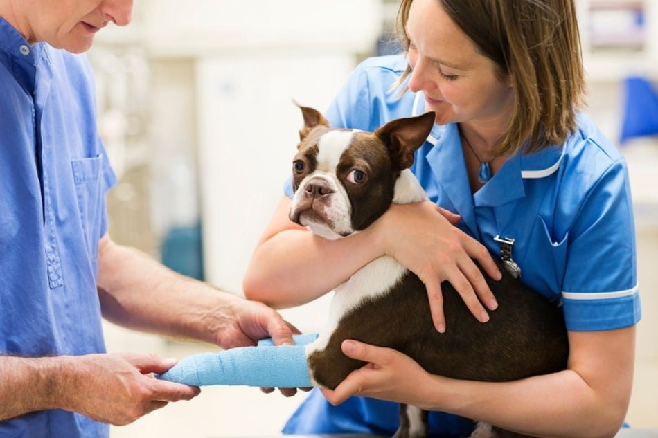 ¿Cómo ser el mejor aliado de tu veterinario?