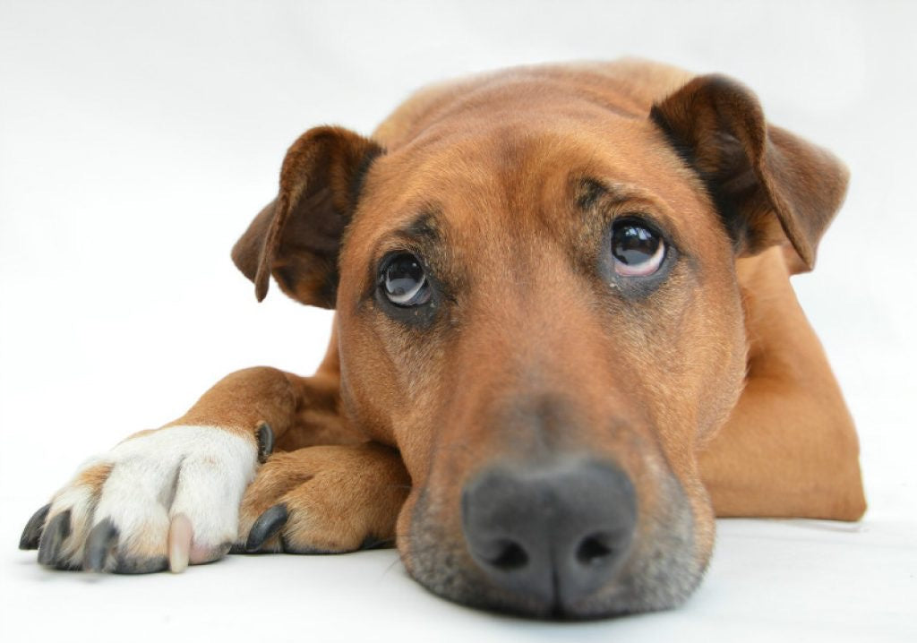 10 puntos de revisión de la salud de tus mascotas (2da parte)