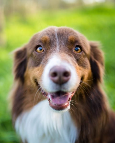 10 puntos de revisión de la salud de tus mascotas (3ra y última parte)